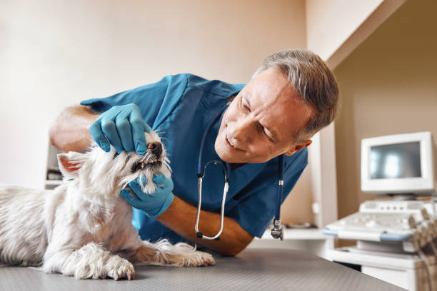 Best Emergency Tooth Extraction in Chama, NM